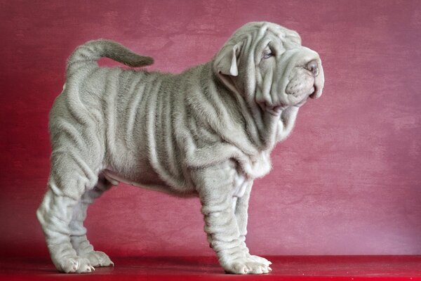 Hermoso soporte de perro de raza Shar Pei