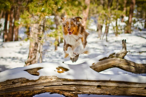 Perro saltando sobre un árbol en el bosque