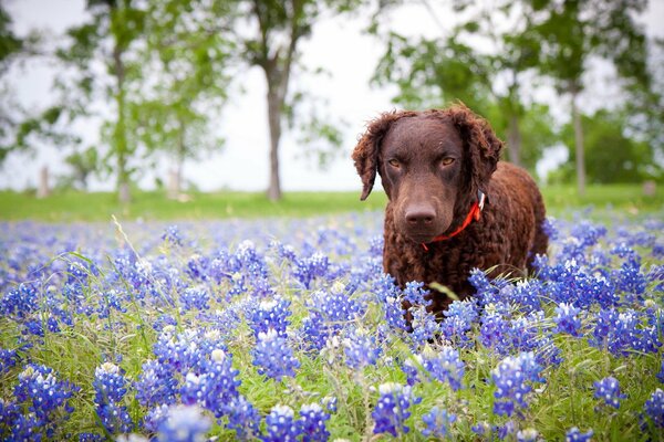 Brown dog in purple colors