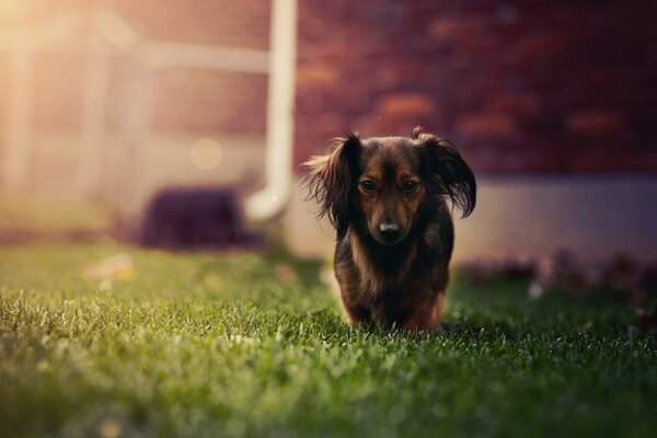 Dachshund corre sobre la hierba verde