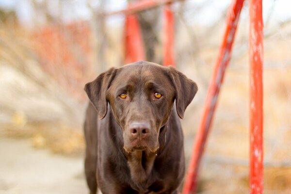 The sad-beautiful look of a dog