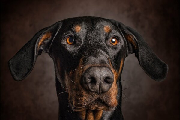 Portrait of a dog with lowered ears