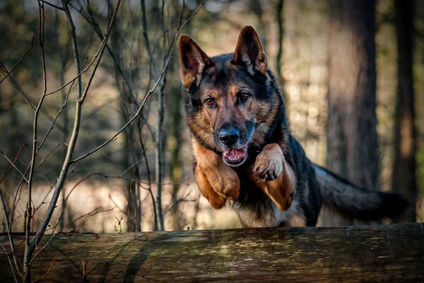 Hund springt über einen liegenden Baum