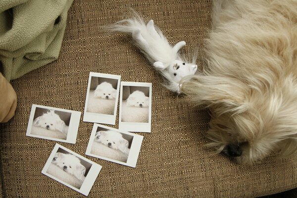 Ein Hund auf der Couch mit einem Spielzeug schaut sich Fotos an (Draufsicht)