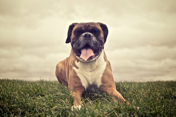 Grande cane Boxer si trova sull erba nel campo