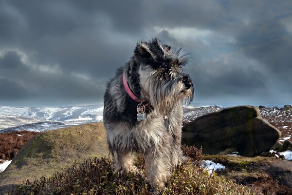 Schnauzer gris con un collar rojo en el fondo de las cimas de las montañas