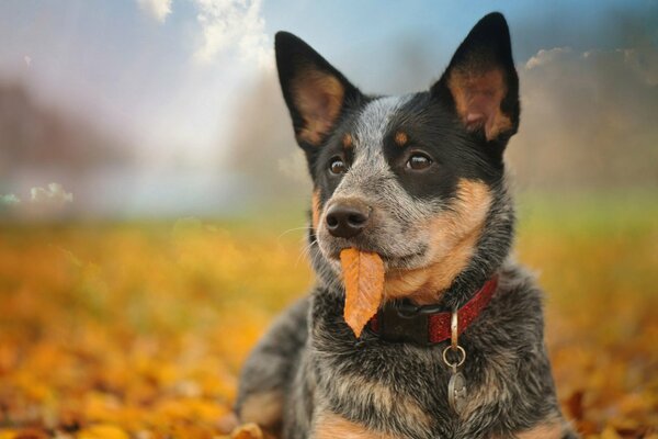 A dog with a leaf in its mouth