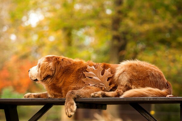 Natura autunnale del Golden Retriever