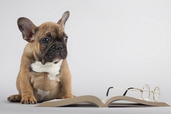 Bulldog è impegnato nella lettura di un libro