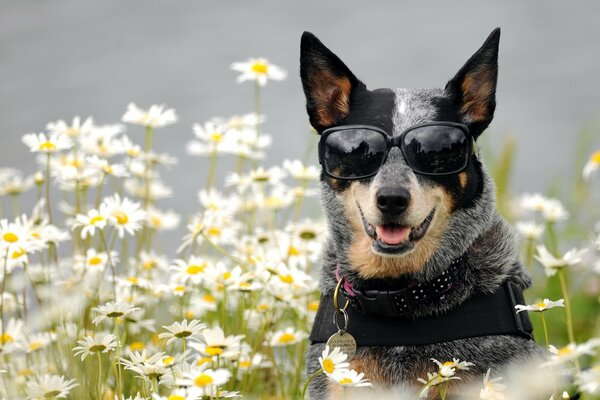 Cane con gli occhiali in un campo con margherite