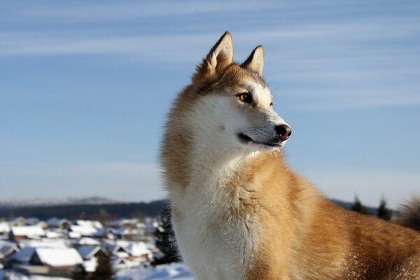 Perro de Laika en el pueblo de invierno