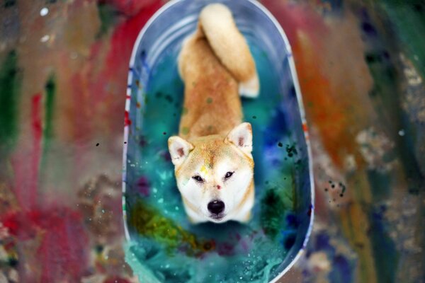 A dog in a basin with multicolored paints