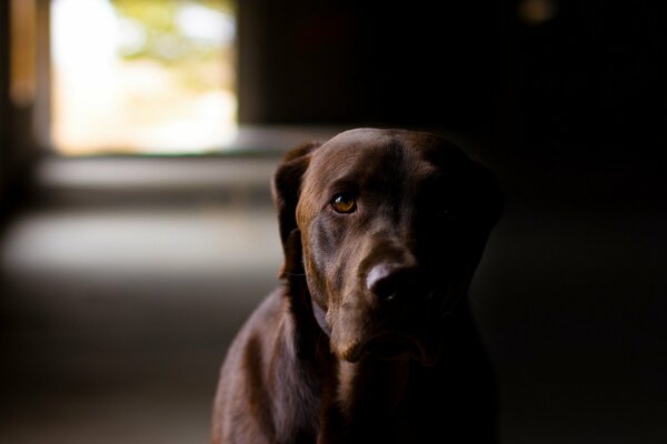 Il cane guarda intensamente nel crepuscolo