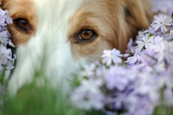 Die Schnauze eines Hundes in zarten Wiesenblüten