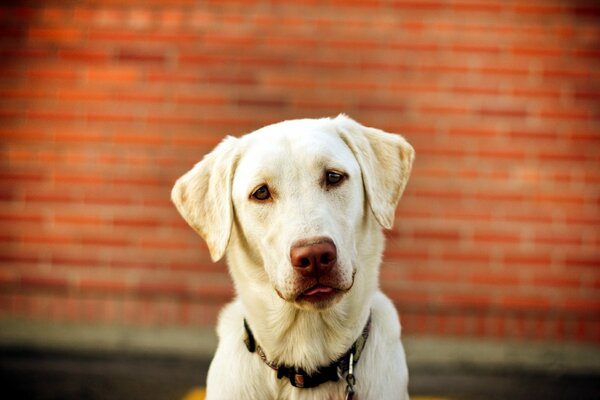 Cane bianco che guarda la telecamera