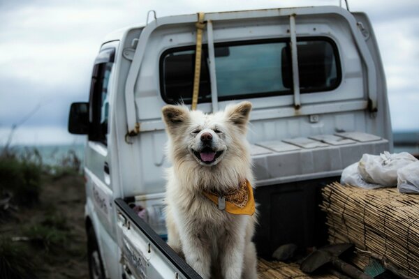 A happy dog is sitting in the car