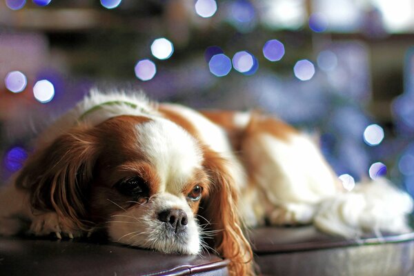 A red-and-white puppy is lying, lights are flashing in the distance