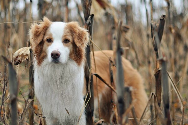 Zweifarbiger Hund in der Natur, umgeben von Gras