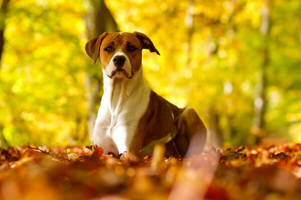 El perro yace en las hojas de otoño