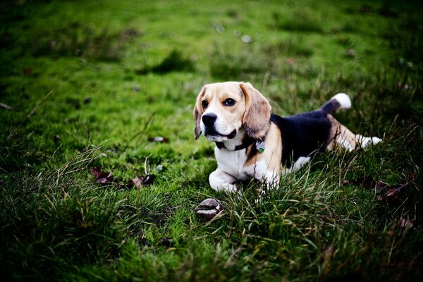 Beagle auf einem Spaziergang im grünen Wald