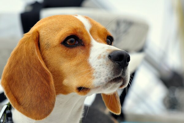 Beagle con hermosos ojos