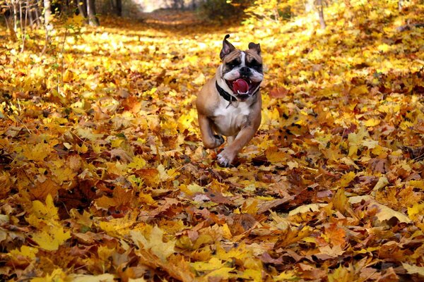 Englische Bulldogge läuft über Blätter