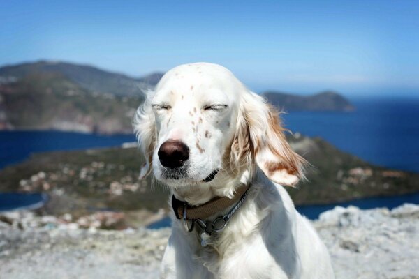 White dog on the background of the sea and rocks