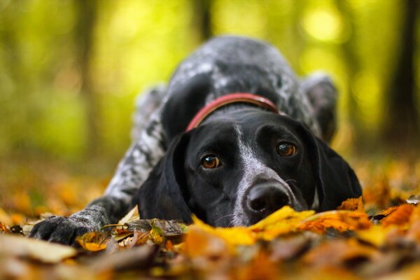 A dog in the autumn forest lies on beautiful leaves