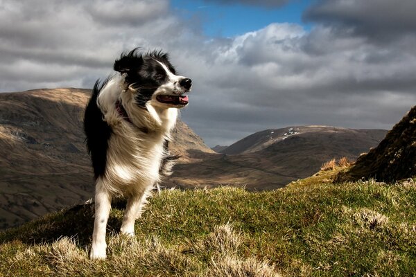 The mountain wind blows away the long hair of the dog