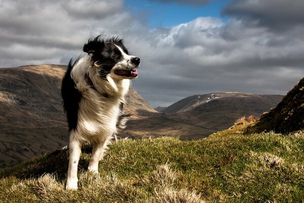 Górski wiatr zdmuchuje długą sierść psa
