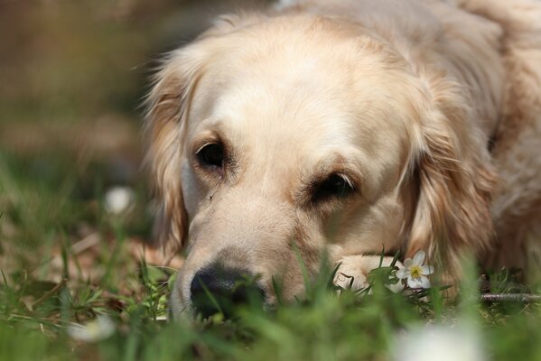 Der Golden Retriever liegt traurig