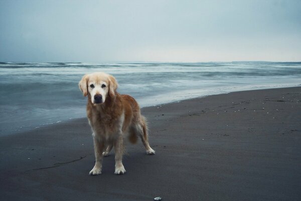 Foto de un perro en el fondo del mar