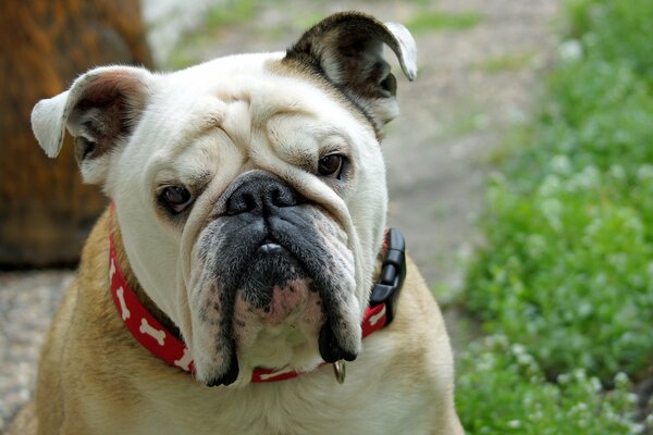 Bulldog con collar rojo con