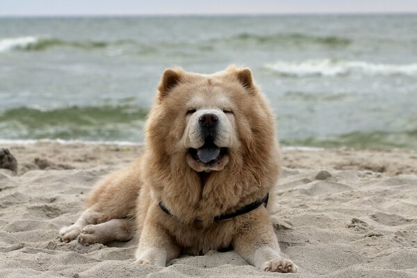 Perro Chow Chow en la playa de arena