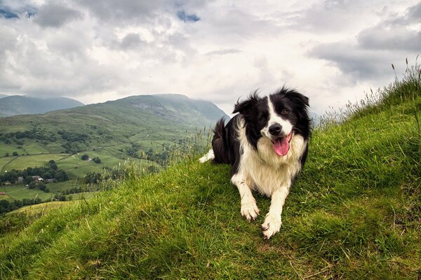 El perro yace en la hierba en medio de un hermoso paisaje