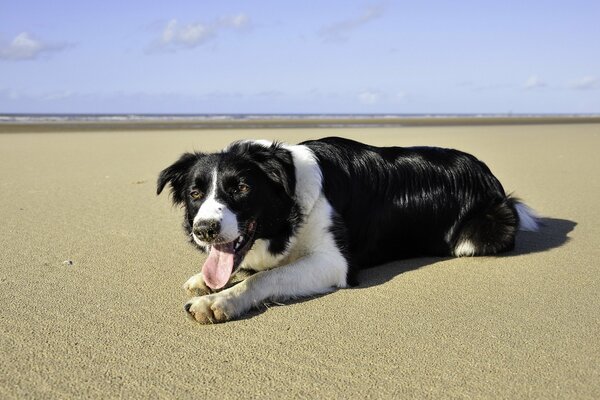 Schwarzer Hund am Strand