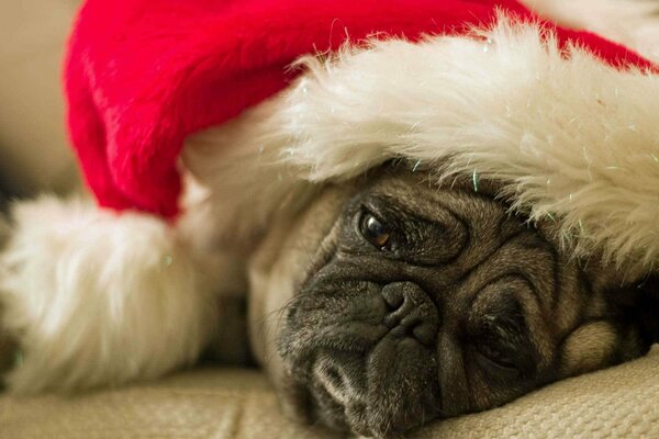 Sad pug in a festive hat