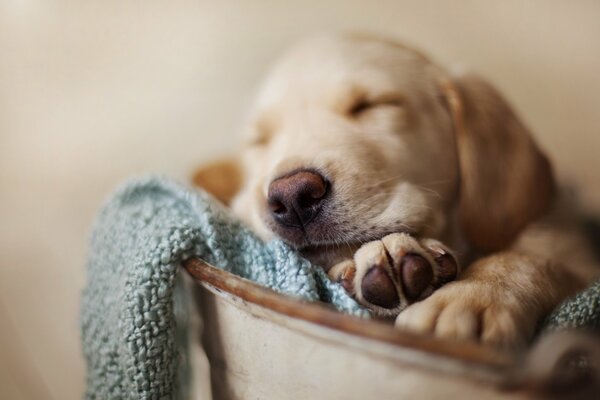 Chiot endormi dans un seau sur une couverture