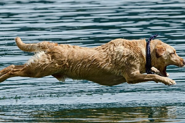 Sprung des Hundes über das Wasser