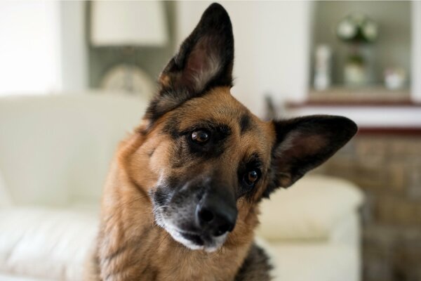 Il cane chinò la testa di lato