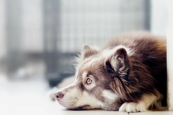 Il cane sdraiato guarda intensamente