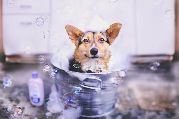 A dog in a metal barrel surrounded by bubbles