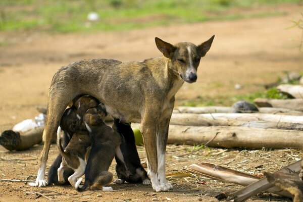 La mamma del cane nutre i suoi piccoli