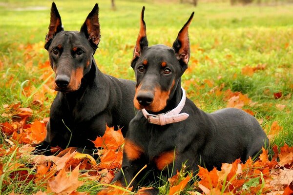 Zwei Dobermänner im Herbstpark