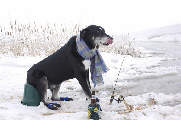 Hund im Schal beim Winterfischen