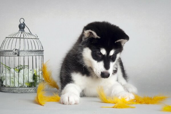 The little fluffy baby is playful