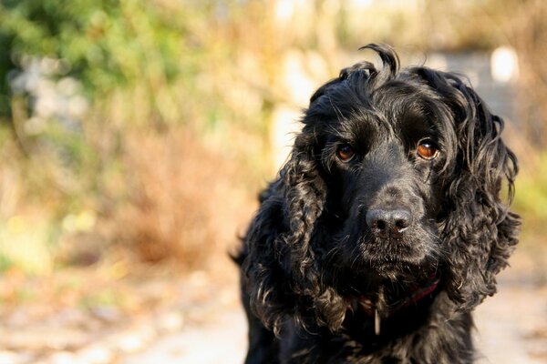 Le regard pensif du chien noir