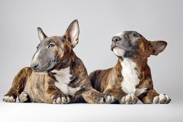 Zwei Bull Terrier Hintergrund weiß