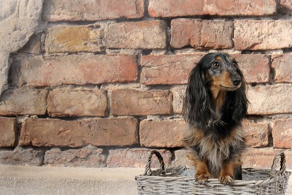 Dachshund contra una pared de ladrillo