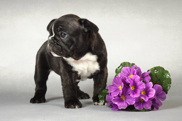 French bulldog puppy and flowers